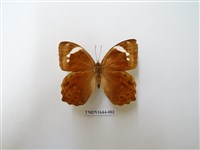 藏品(曲紋黛眼蝶)的圖片